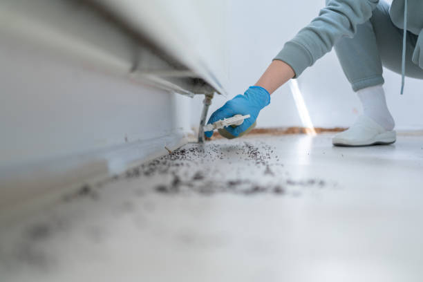 Best Wasp Removal Services  in Frederic, WI